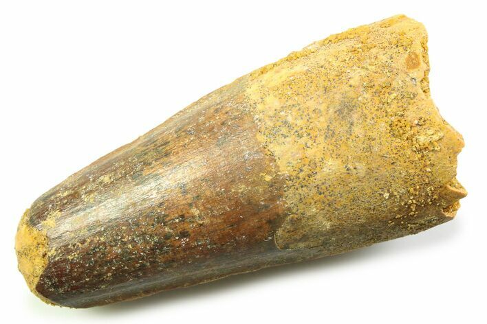 Fossil Spinosaurus Tooth - Feeding Worn Tooth #357745